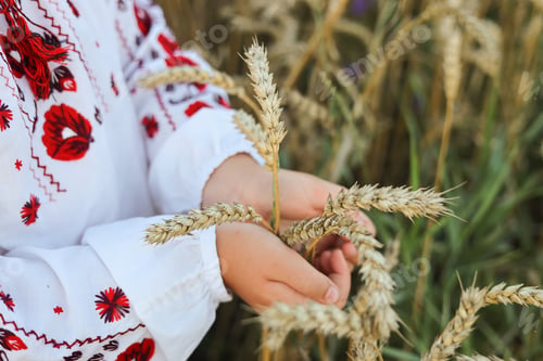 Preview: Ukrainian child in vyshyvanka holds a golden sheaf of wheat, with yellow and blue ribbons.