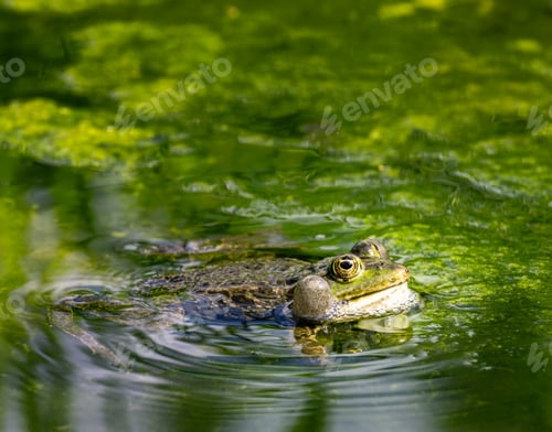 Preview: Green frog in pond full of algae