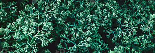 Preview: Plants moody background, flowerbuds and leaves texture, wide banner size