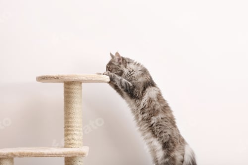 Preview: Adorable Maine Coon climbing on cat tree near light wall at home