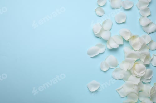 Preview: Beautiful white rose flower petals on light blue background, flat lay. Space for text