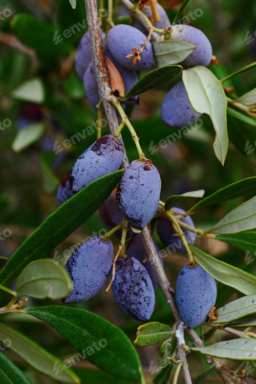 Preview: Black olives on a tree