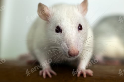 Preview: Closeup of funny white domestic rat with long whiskers.