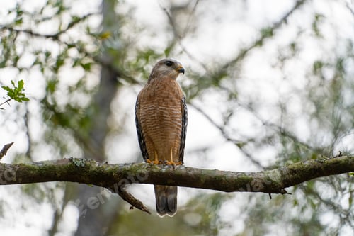 Preview: The red-shouldered hawk bird perching on a tree branch looking for prey to hunt in summer forest