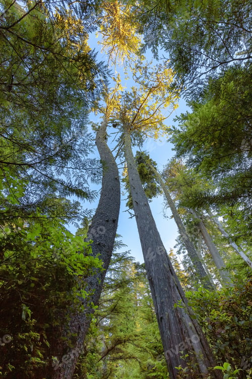 Preview: Looking up at Trees along a path at Sunrise in Canadian Nature.