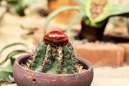 Preview: Cactus on pot in park