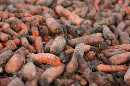 Preview: High angle shot of hundreds of muddy raw carrots piled up on each other