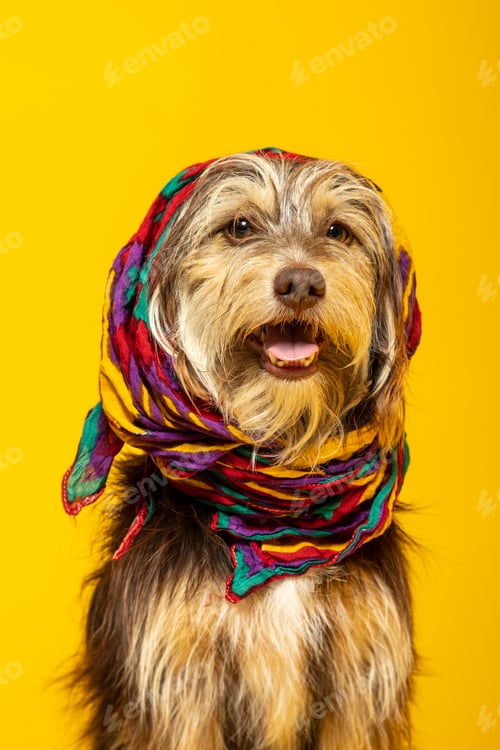 Preview: Furry puppy with a headscarf on a yellow background.