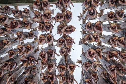 Preview: Cod fish headless hanging dry on wooden racks