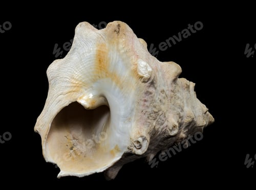 Preview: Tectus dentatus Seashell on a black background