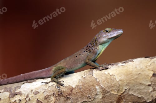 Preview: close up lizard on wooden log