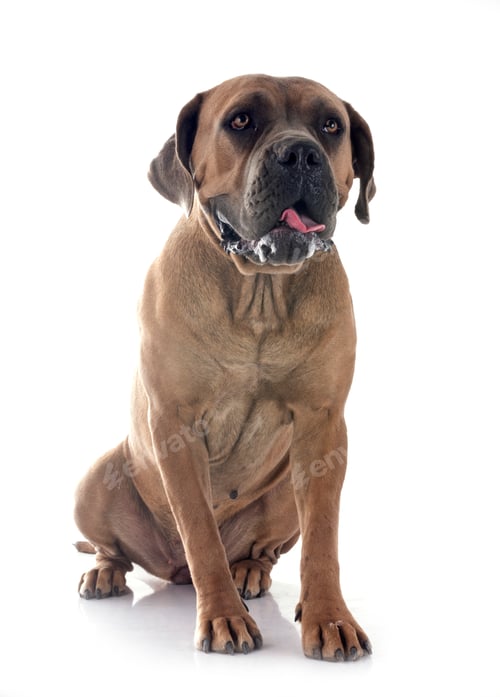 Preview: young cane corso