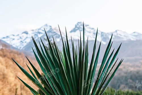 Preview: Yucca plant on the background of the snowy peaks of the Caucasus mountains, abstract background