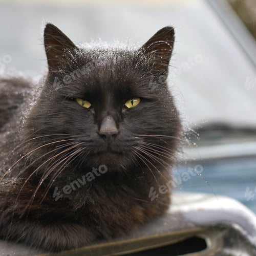 Preview: Black cat with green eyes resting on car hood outdoors