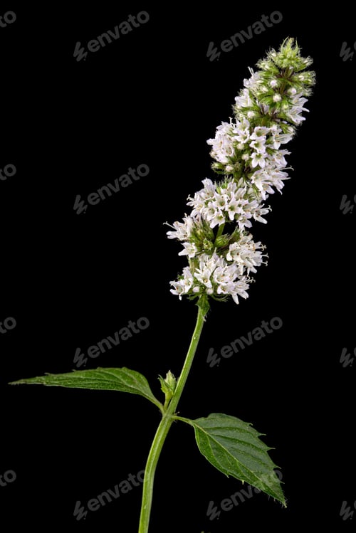 Preview: Mint with flowers and leaves, isolated on black background