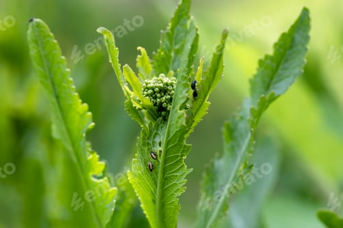 Preview: close-up flea beetle black insect with dung on leaf