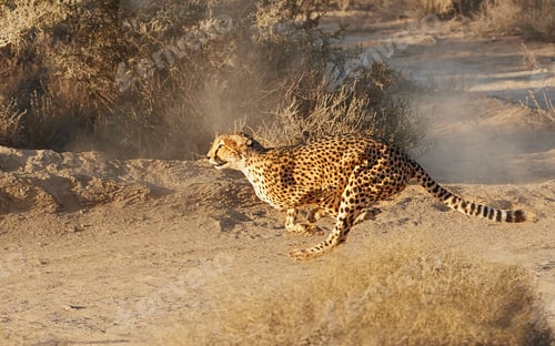 Preview: Wild Africa