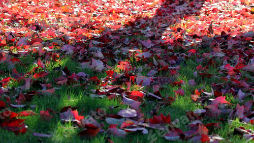 Preview: Red Autumn Leaves - Photograph Of Mostly Red Autumn Leaves On Bright Green Grass With The Sun