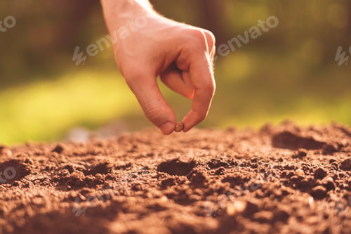 Preview: dirty farmer hand puts a plant seed in the hole in the soil
