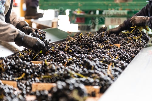 Preview: grape processing