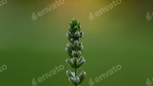 Preview: Single lavender buds