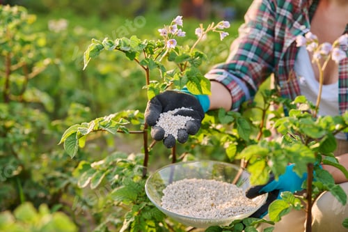Preview: Close up of mineral fertilizers in hands, fertilizing flowering potato plant