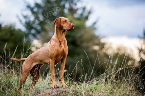 Preview: Portrait of Vizla dog standing on a meadow.