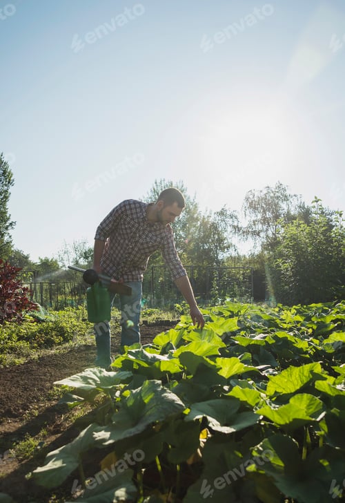 Preview: Gardener holding hoe and watering can tending to courgette patch
