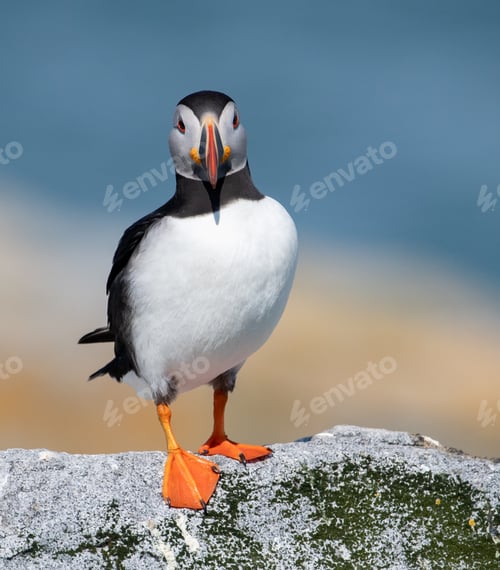 Preview: Atlantic Puffin Portrait