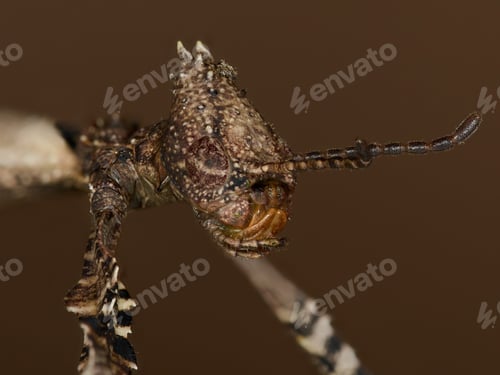 Preview: Giant prickly stick insect (Extatosoma tiaratum)