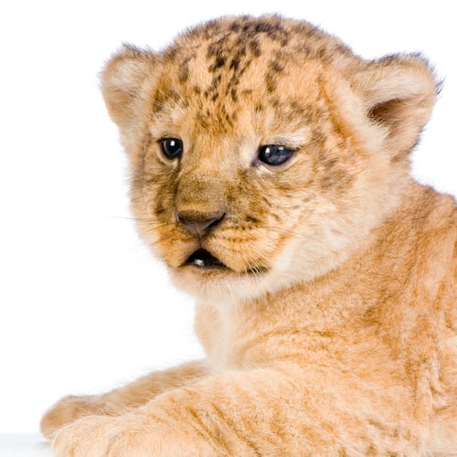 Preview: Lion Cub's c