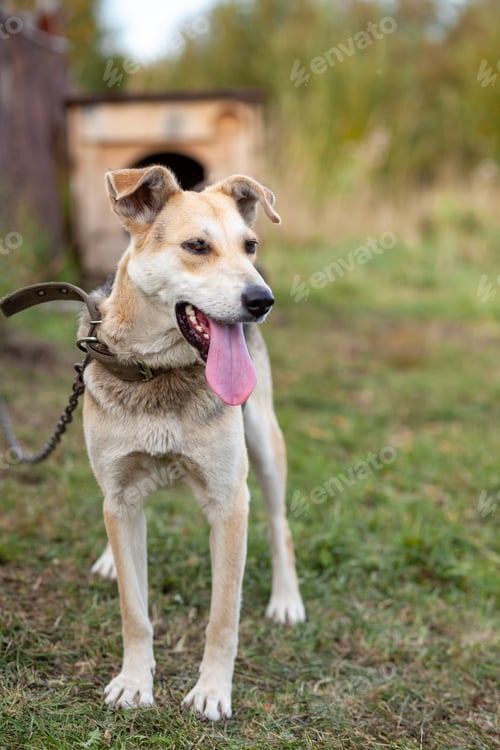 Preview: A cheerful big dog with a chain tongue sticking out. Portrait of a dog