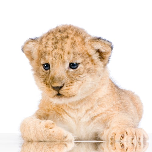 Preview: Lion Cub lying down