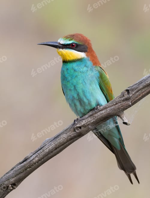 Preview: European bee-eater, Merops apiaster. A bird sits on a branch against a beautiful blurred background