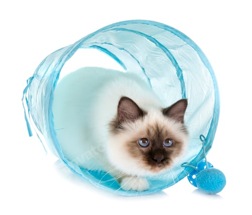 Preview: birman kitten in studio
