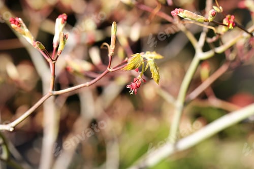 Preview: Different Plants Grow In The Park On A Sunny Day