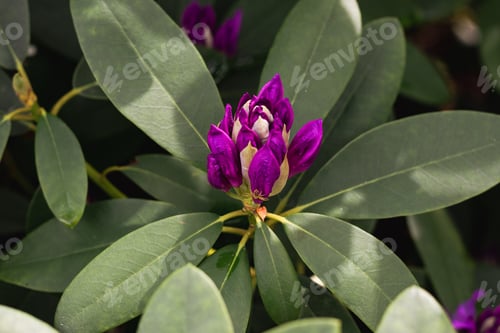 Preview: Purple buds of rhododendron flowers among green leaves in sunny weather