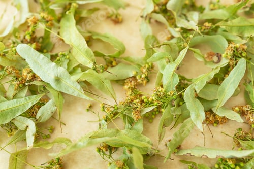 Preview: Dry linden tea is dried on parchment, blanks for the winter. Organic healthy drink for relaxation