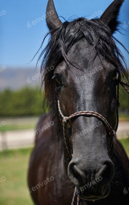 Preview: The best place for thoroughbred horses