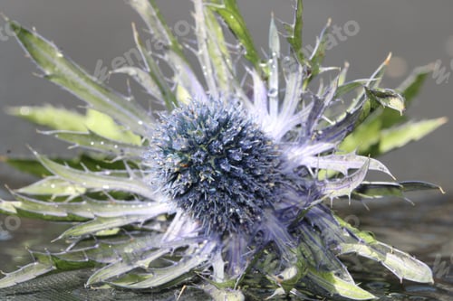 Preview: Flower