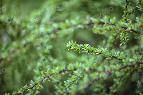 Preview: twinkling lights vivid color blurred bokeh spring from leaf back