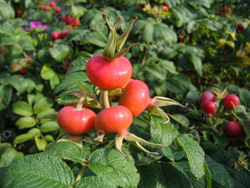 Preview: Dog-rose berries. Dog rose fruits (Rosa canina). Wild rosehips.
