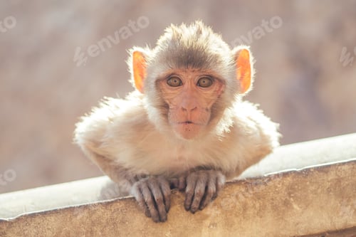 Preview: big and nice gray monkey in jaipur