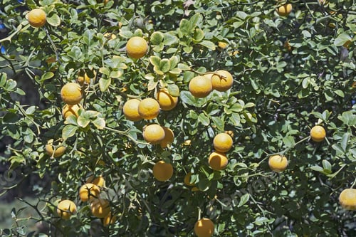 Preview: Trifoliate Citrus (Poncirus Trifoliata). Called Japanese Bitter Orange, Hardy Orange And Chinese