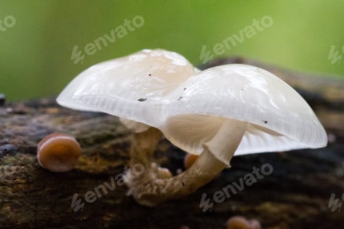 Preview: White Mushrooms Growing on a Tree Trunk