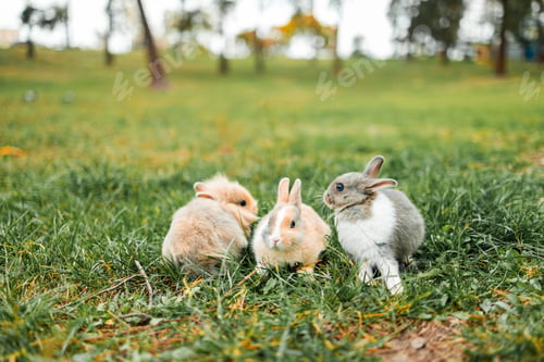 Preview: Lovely bunny easter fluffy baby rabbit eating green grass with a basket full of colorful easter eggs