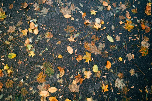 Preview: Yellow autumn leaves on a road, background texture, top view.