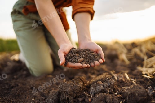 Preview: Expert hand of farmer woman checking soil health before growth seed of vegetable. Gardening concept.