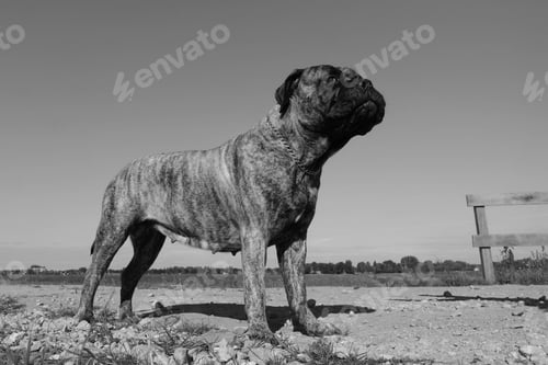 Preview: bullmastiff dog