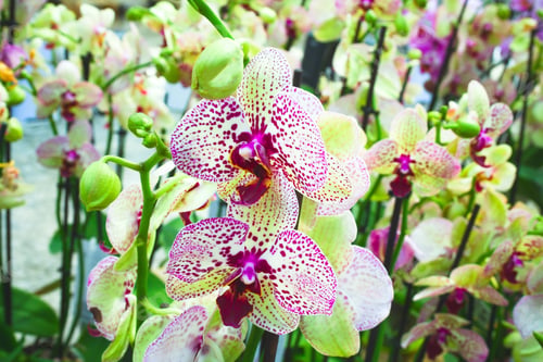 Preview: lots of blooming purple and yellow Orchid in flower market